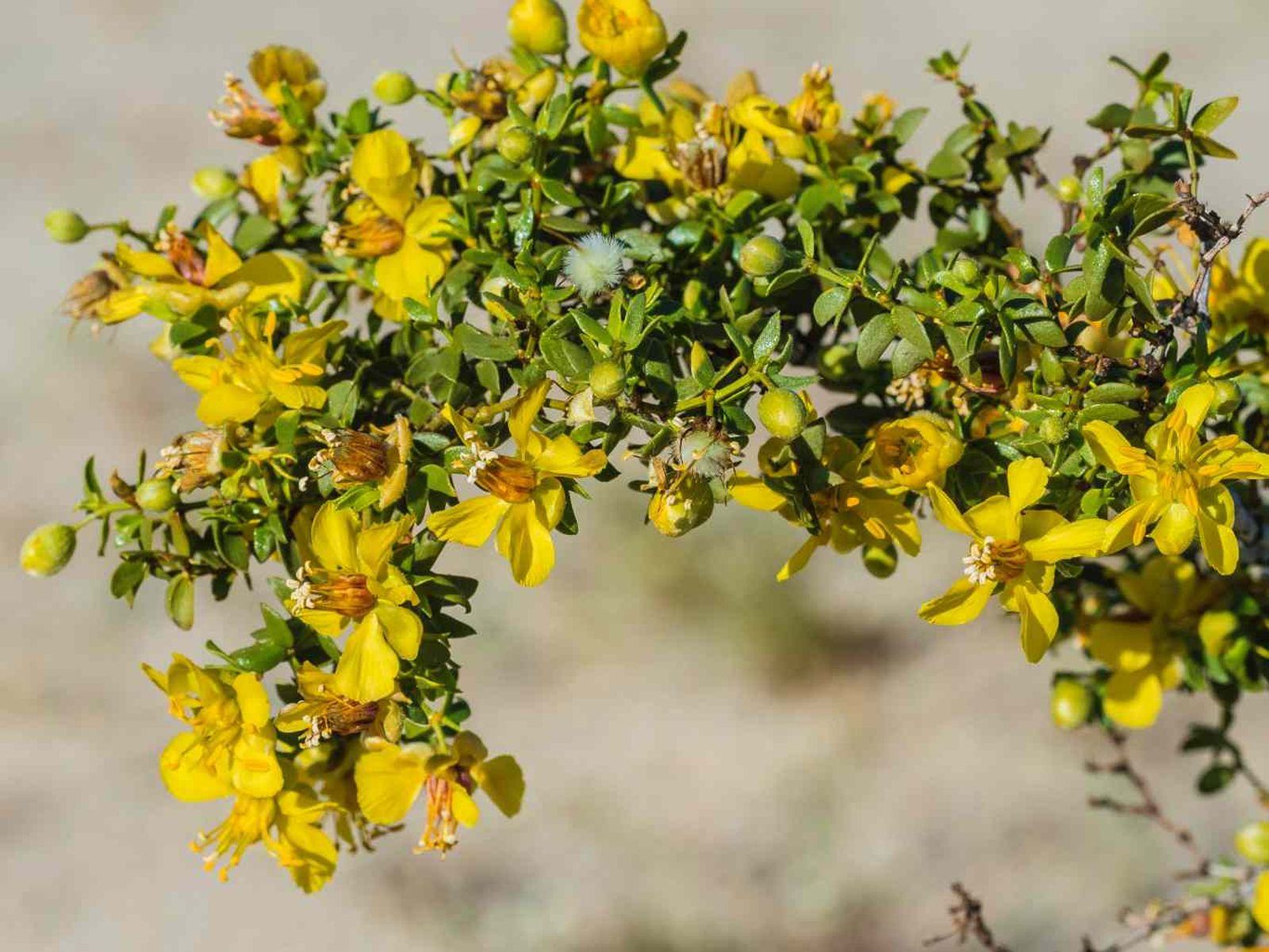Larrea tridentata.