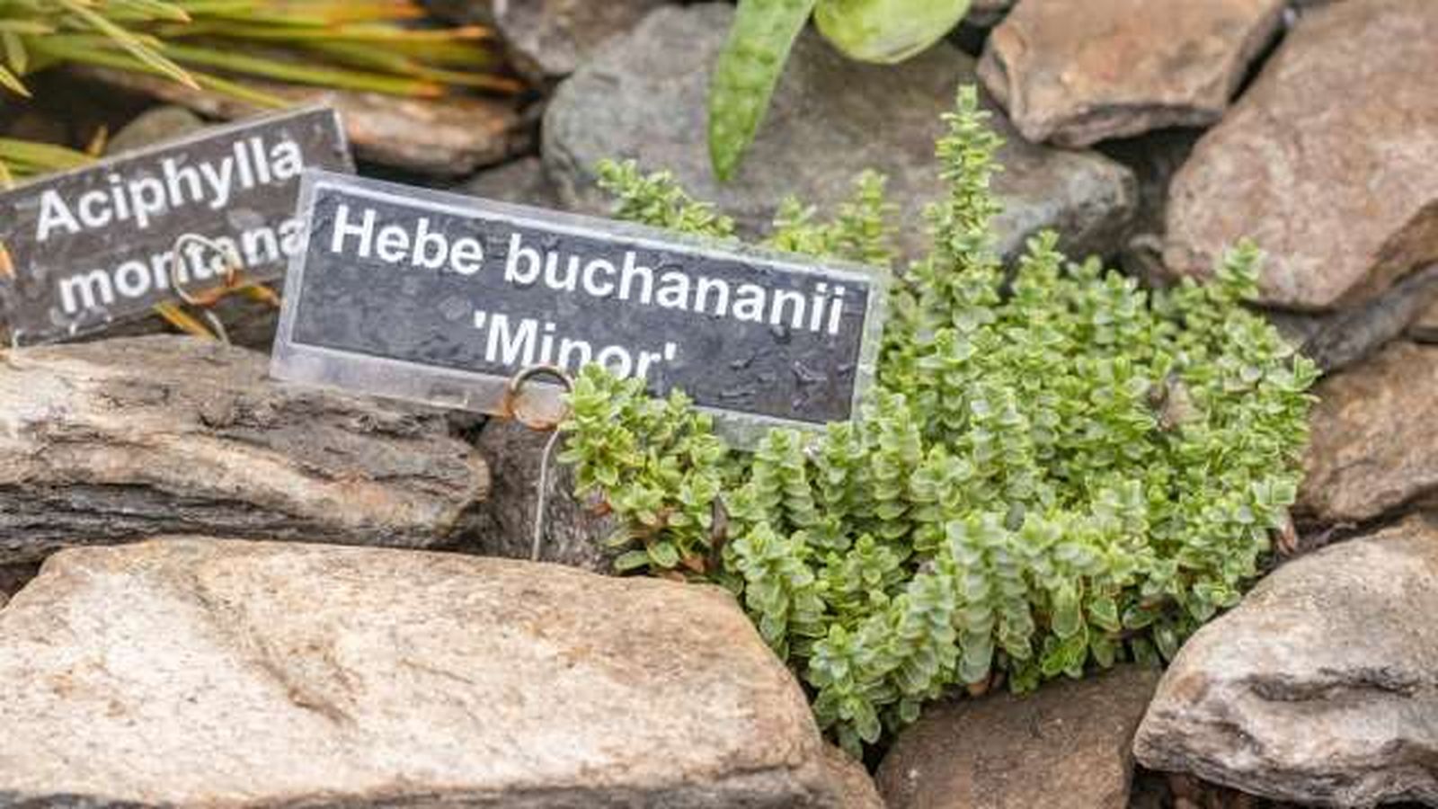 hebe buchananii minor hebe buchananii minor