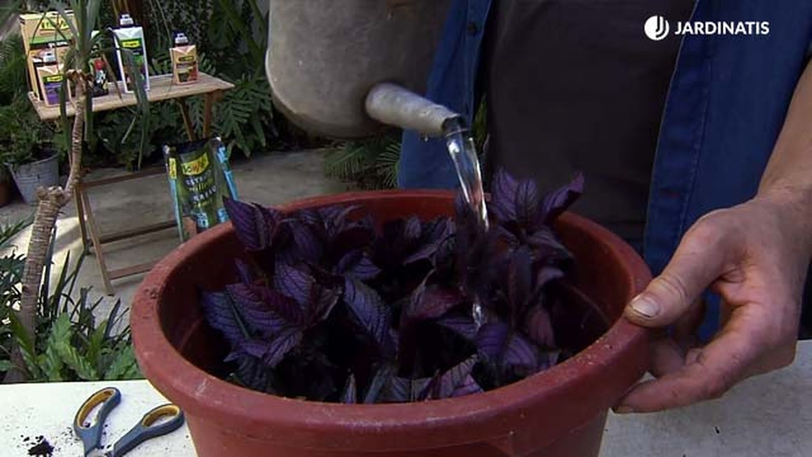 como hacer esquejes de planta escudo persa brico 884 como hacer esquejes de planta escudo persa brico 884