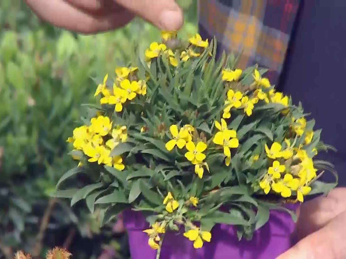 Planta erysimum de flores amarillas.