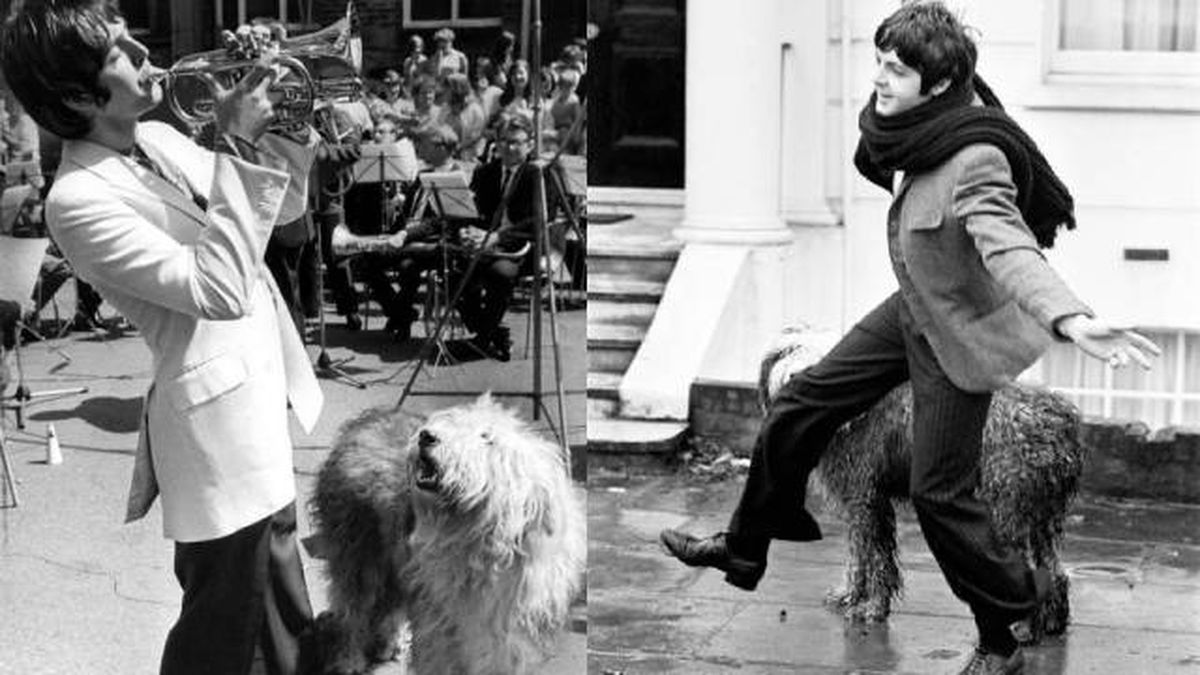 Paul McCartney y su perra Martha perra pastor ingles amor