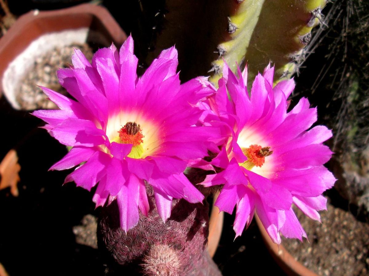Echinocereus Rigidissimus Rubispinus
