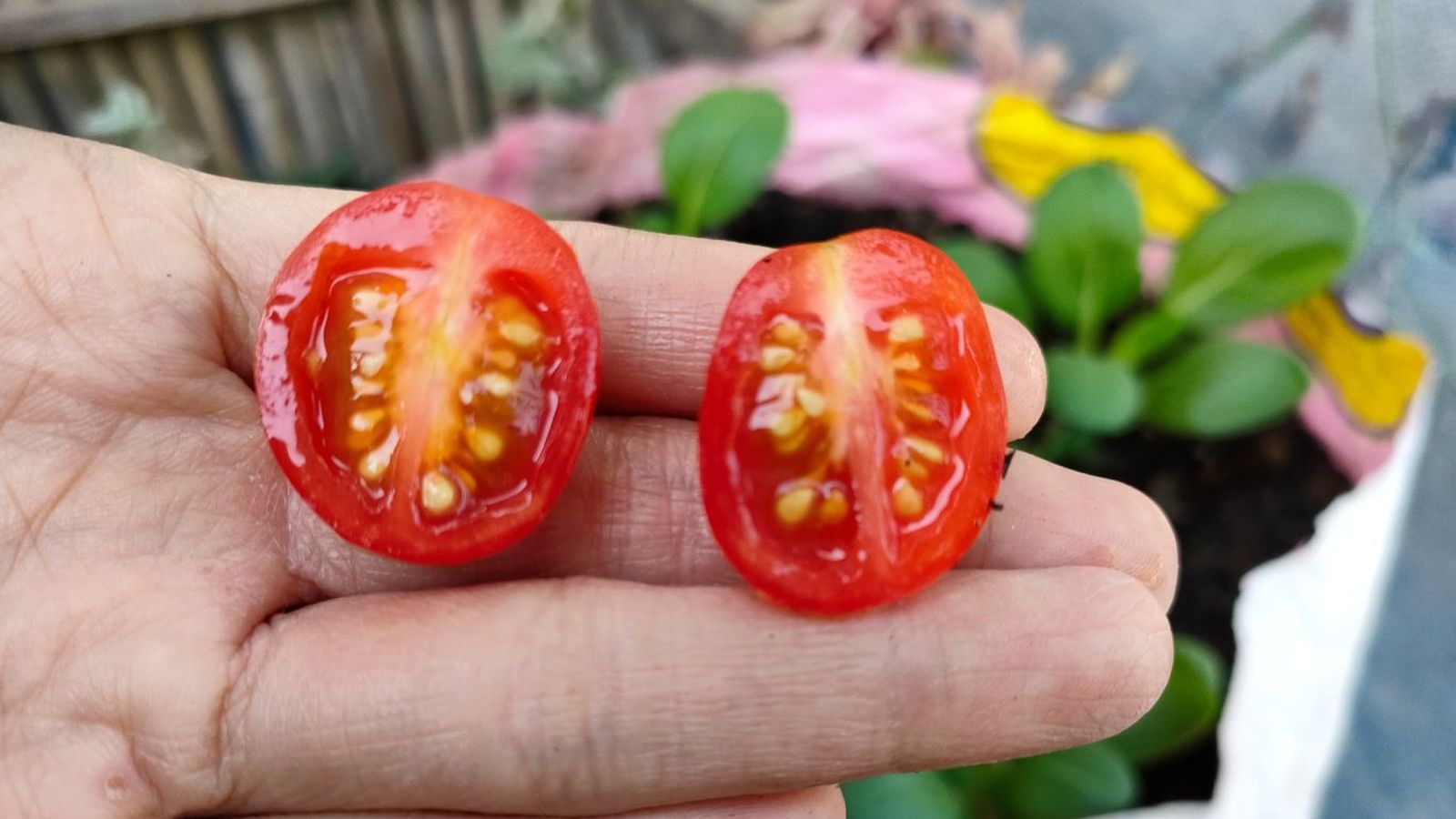 Plantar tomates Cherry