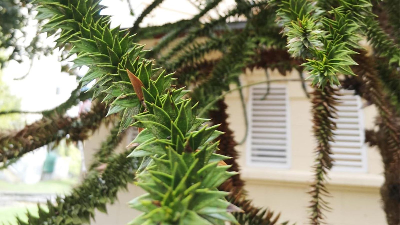 araucaria araucana