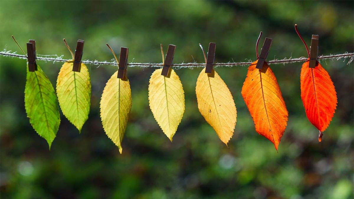 colores de hojas en otono