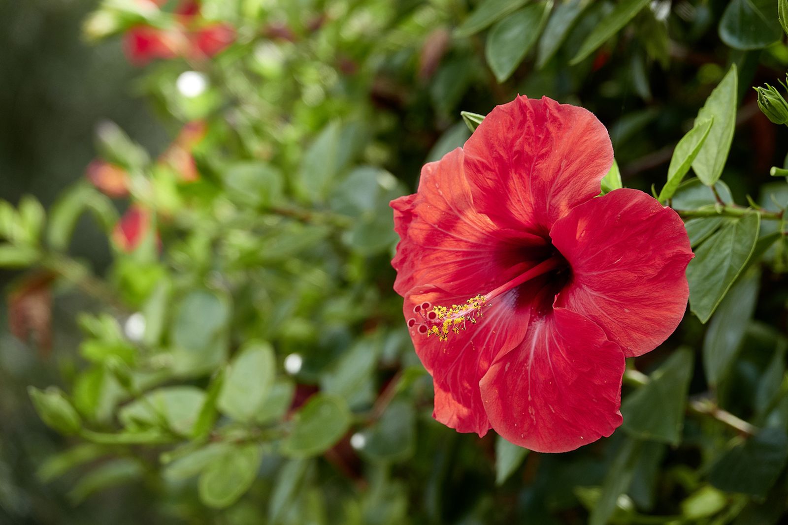 hibuscus rosa sinensis color rojo