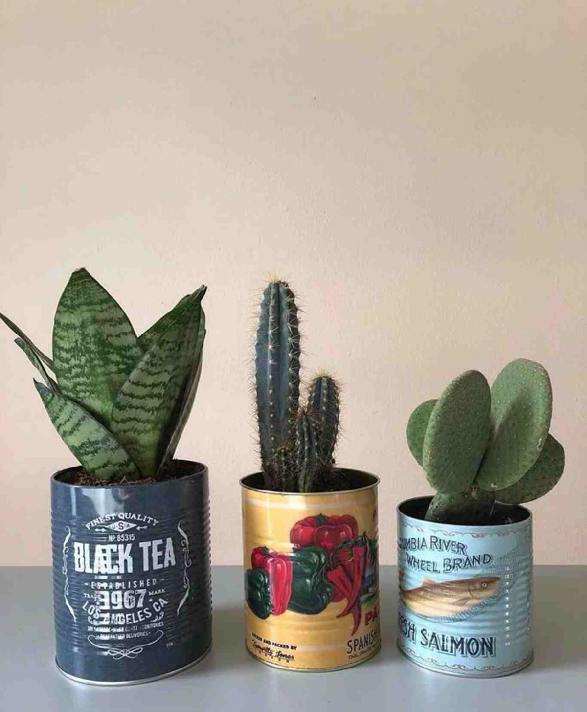 Latas vintage para cactus y suculentas.