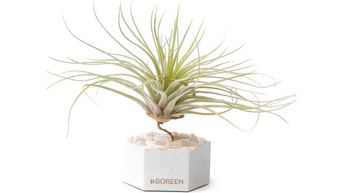 tillandsia amazon