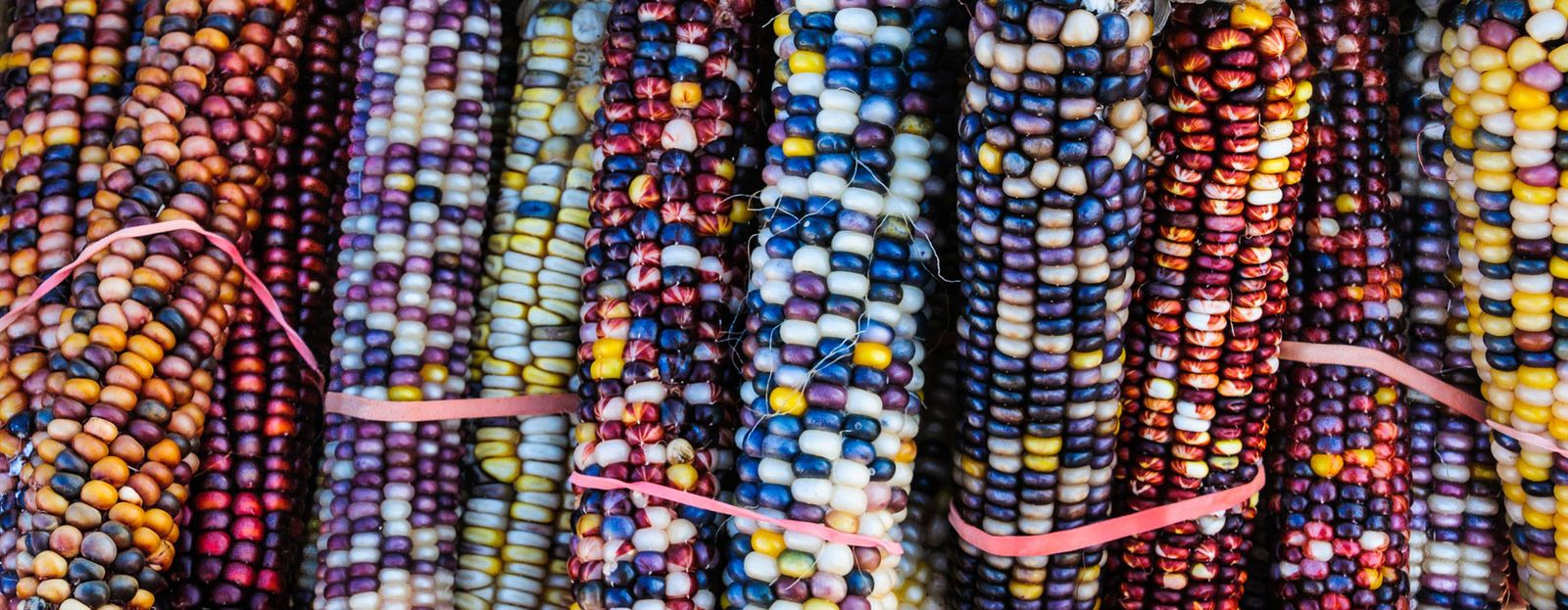 maices de colores