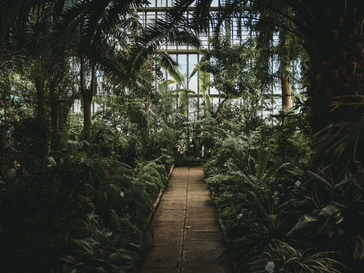 Plantas tropicales en el invernadero.