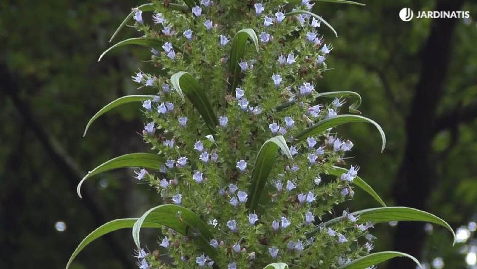 Flores de Echium pininana Flores de Echium pininana