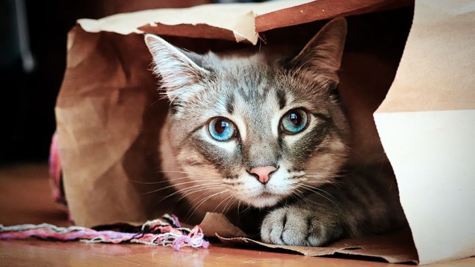 ansiedad en gatos 2 ansiedad en gatos 2