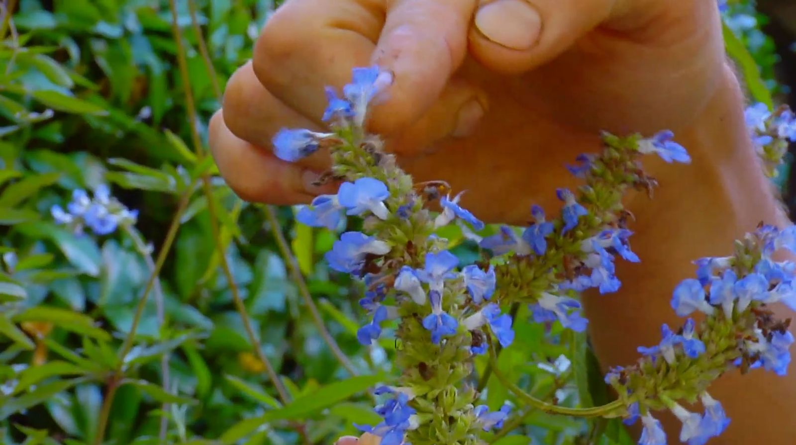 Composición floral con salvias 1