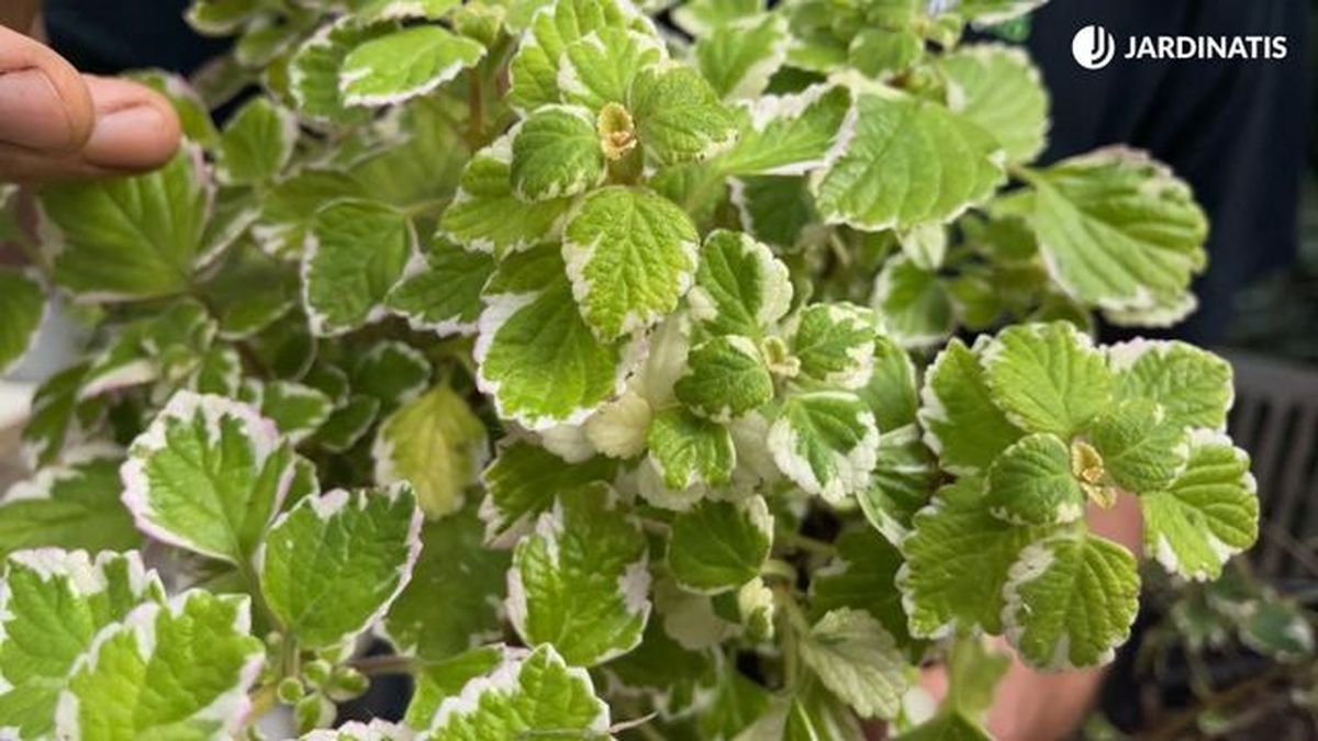 La planta de incienso repele los mosquitos