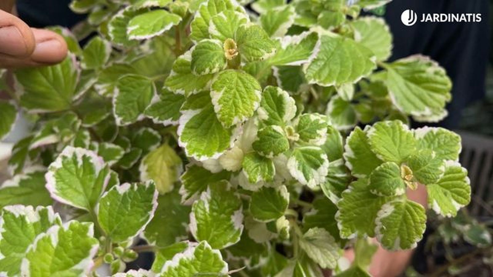 La planta de incienso repele los mosquitos La planta de incienso repele los mosquitos