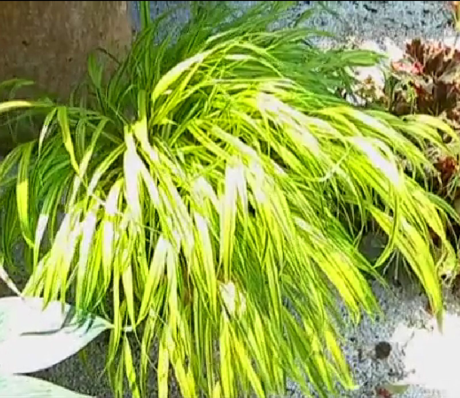 Hakonechloa o hakonechloa macra aureola Hakonechloa o hakonechloa macra aureola