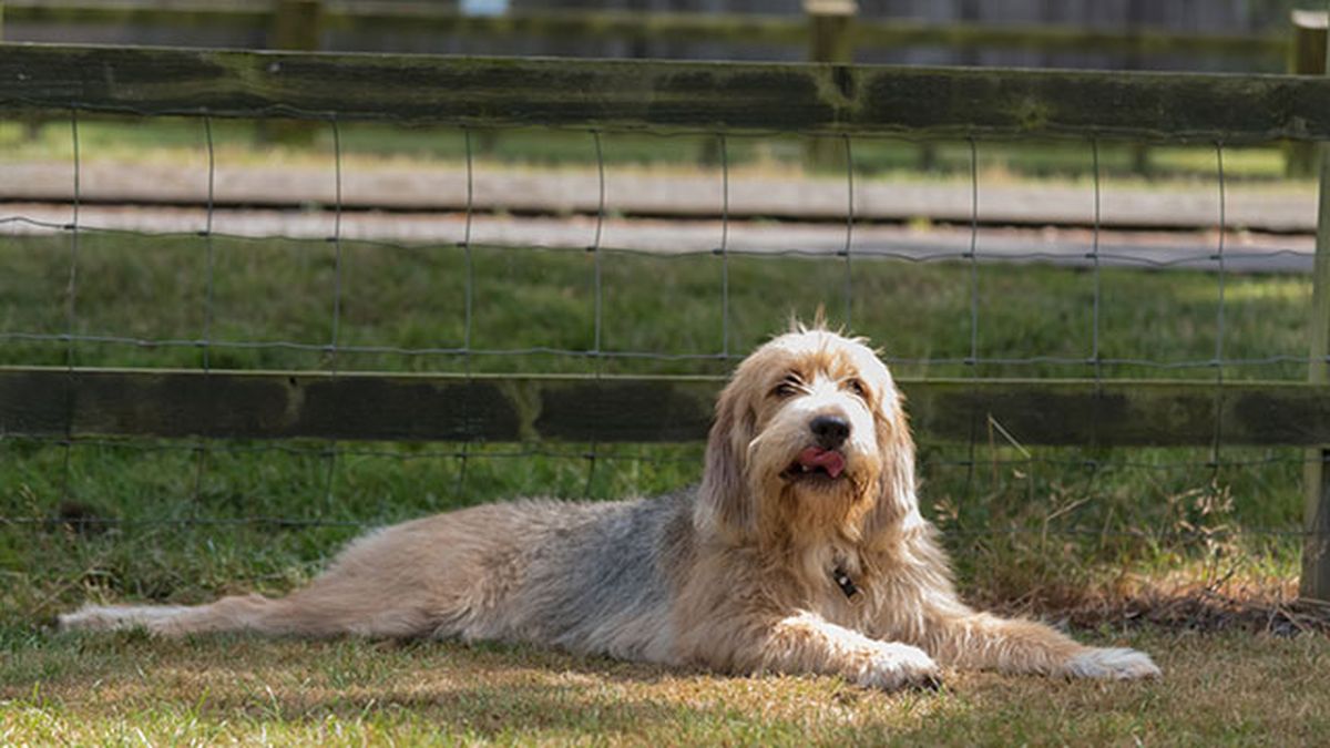 otterhound en el campo