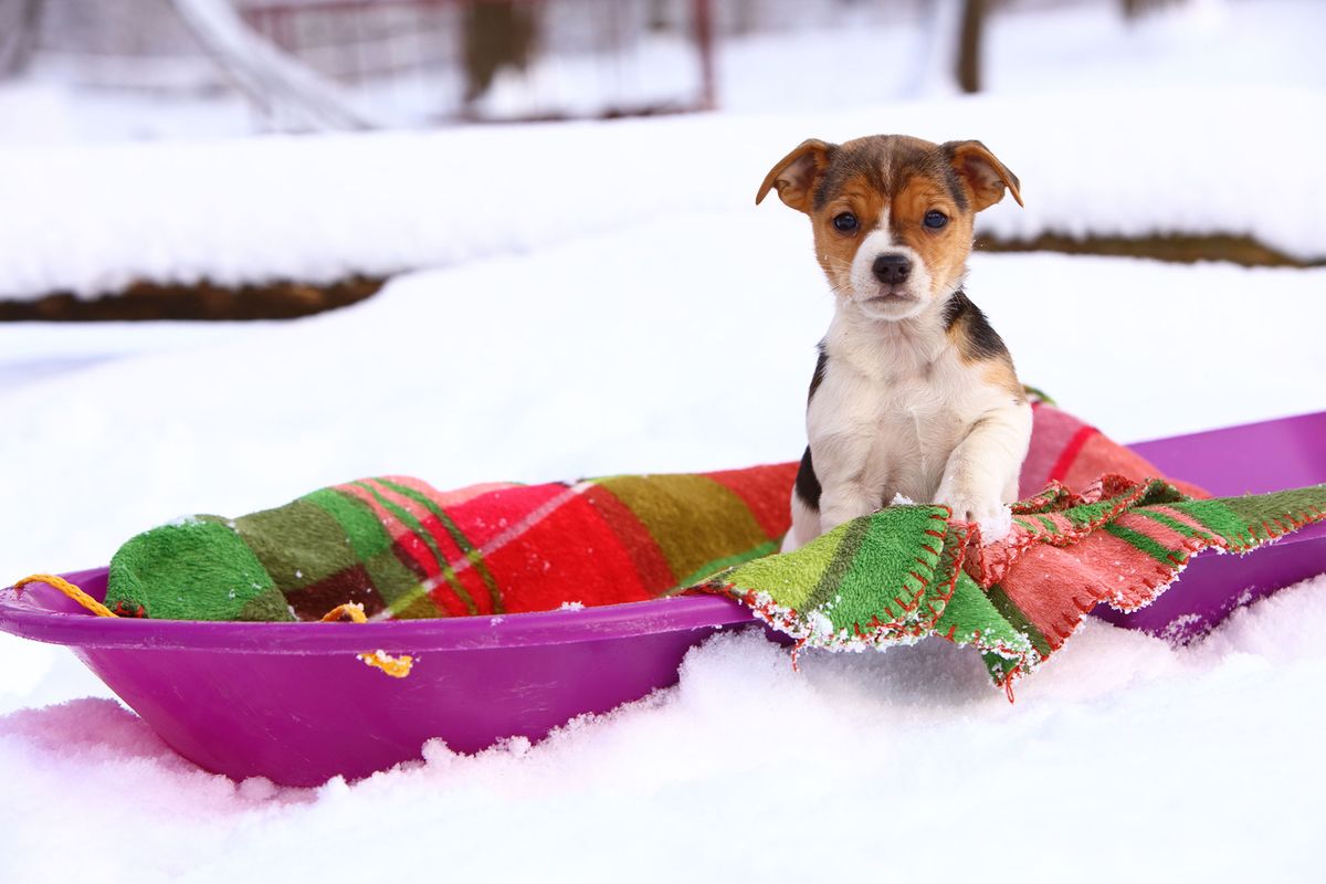 mascotas hipotermia nieve cachorro