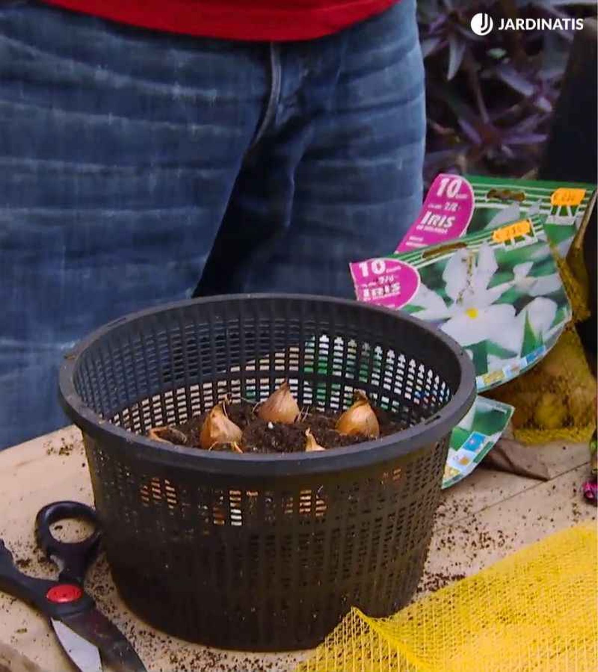 Bulbos en contenedor para protegerlos de los roedores