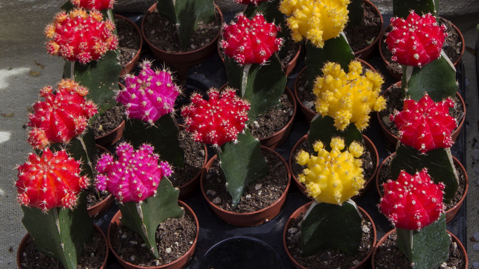 cactus injertado Gymnocalycium mihanovichii cactus injertado Gymnocalycium mihanovichii