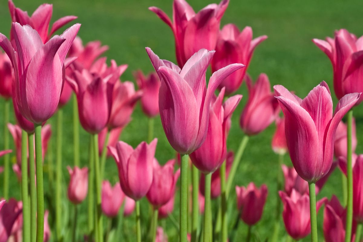 Tulipan China Pink