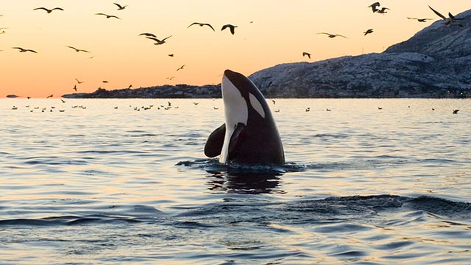 orca cazando orca cazando