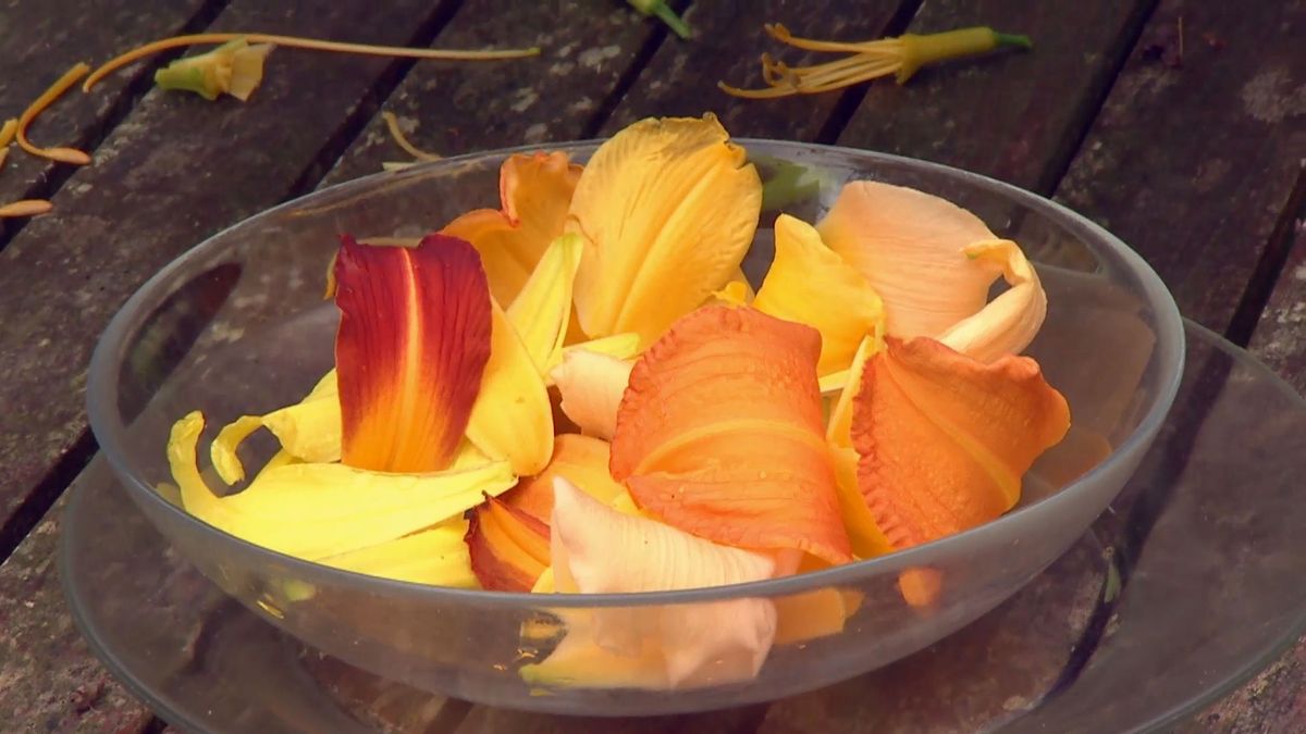 deco 0701 jardineria hemerocallis ensalada petalos