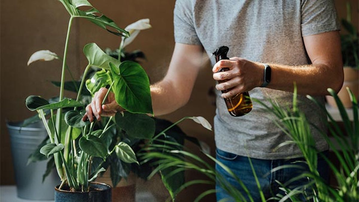 plantas de interior para el hogar