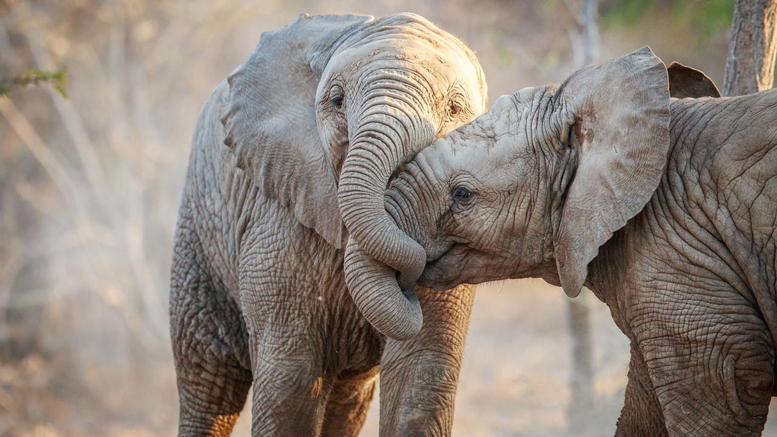 mejores abrazos mundo animal 14