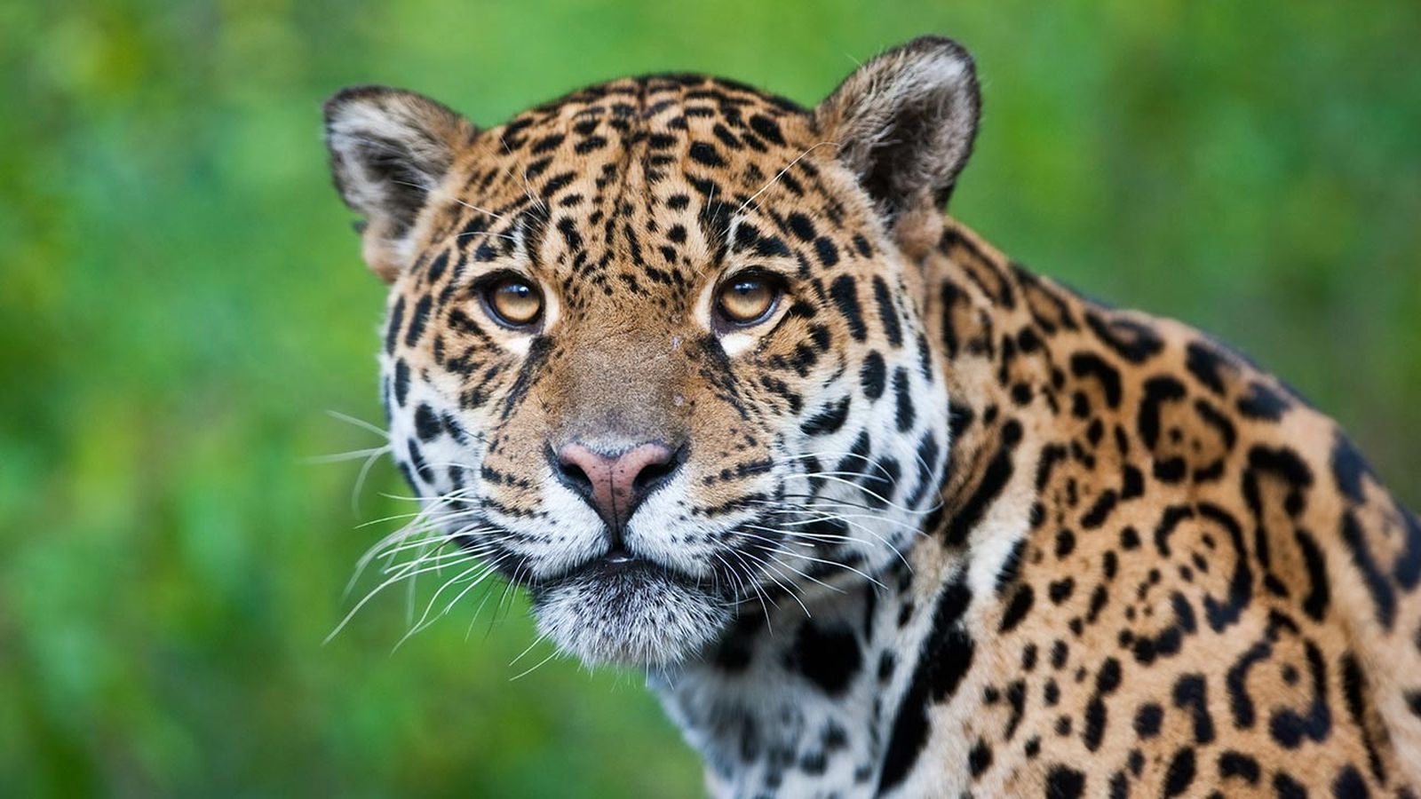 jaguar diferencias leopardo guepardo 1 jaguar diferencias leopardo guepardo 1