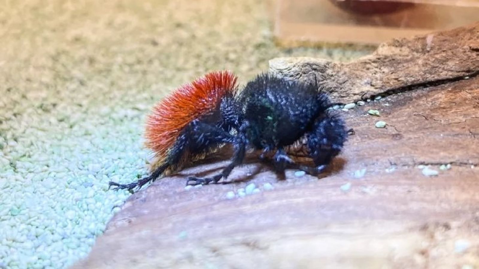 animales mas raros del mundo hormiga terciopelo animales mas raros del mundo hormiga terciopelo