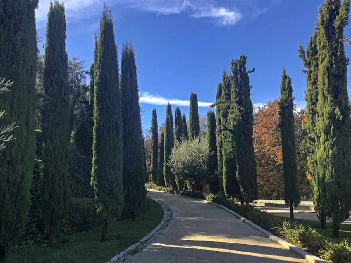 Cipreses en el parque del Buen Retiro de Madrid