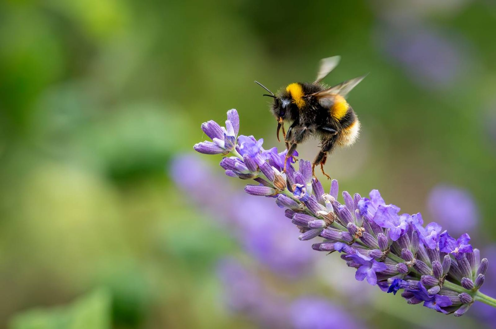 Abeja en vuelo dirigiéndose a una flor. Abeja en vuelo dirigiéndose a una flor.