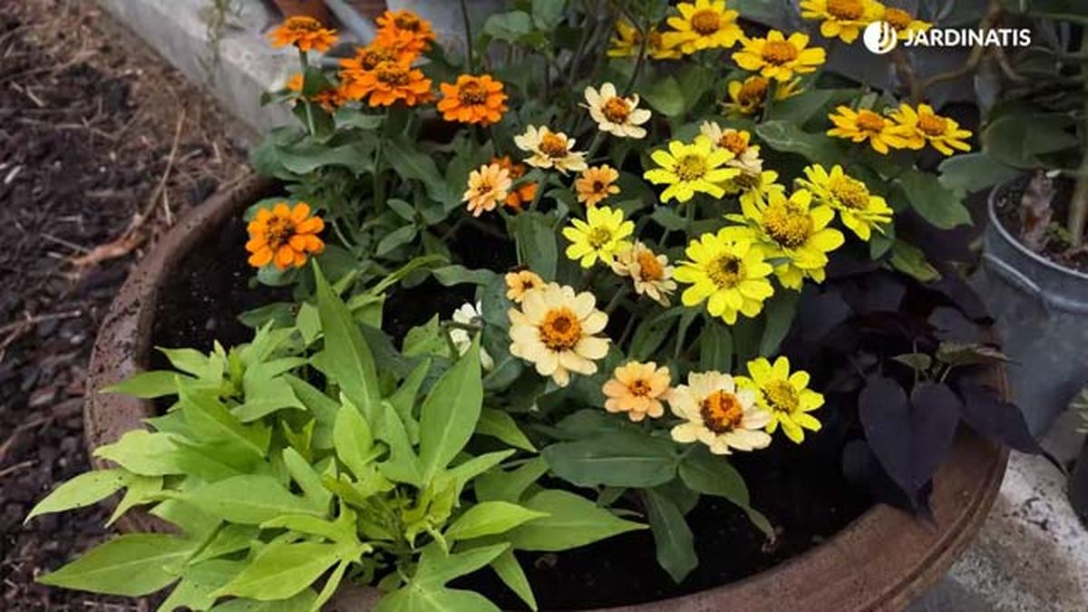 composicion boniatos ornamentales zinnias rudbeckia jardinatis 22 20