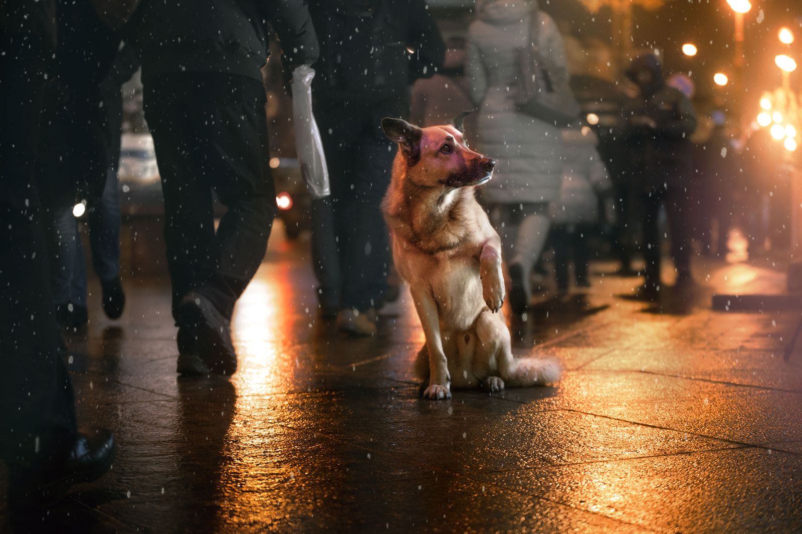 Durante el día de Nochevieja lleva al perro siempre atado con la correa. Durante el día de Nochevieja lleva al perro siempre atado con la correa.