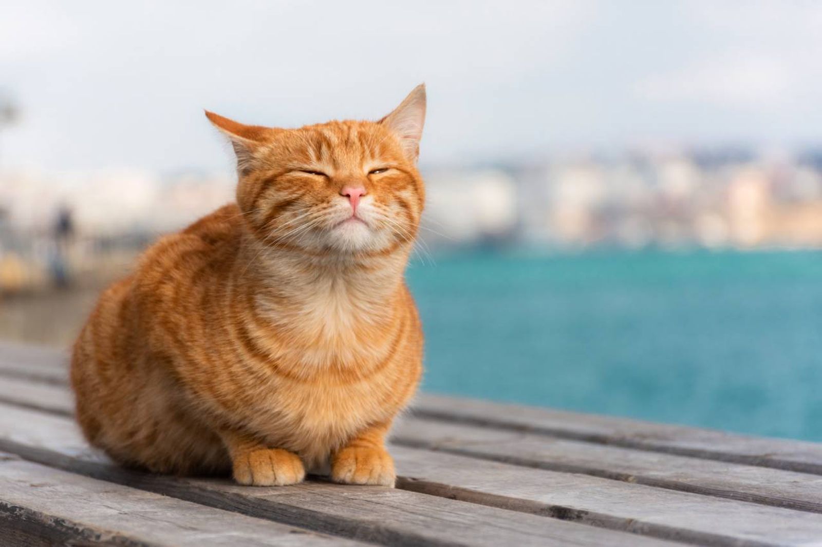 No rapes nunca a tu gato el pelo ya que le protege de los rayos del sol No rapes nunca a tu gato el pelo ya que le protege de los rayos del sol