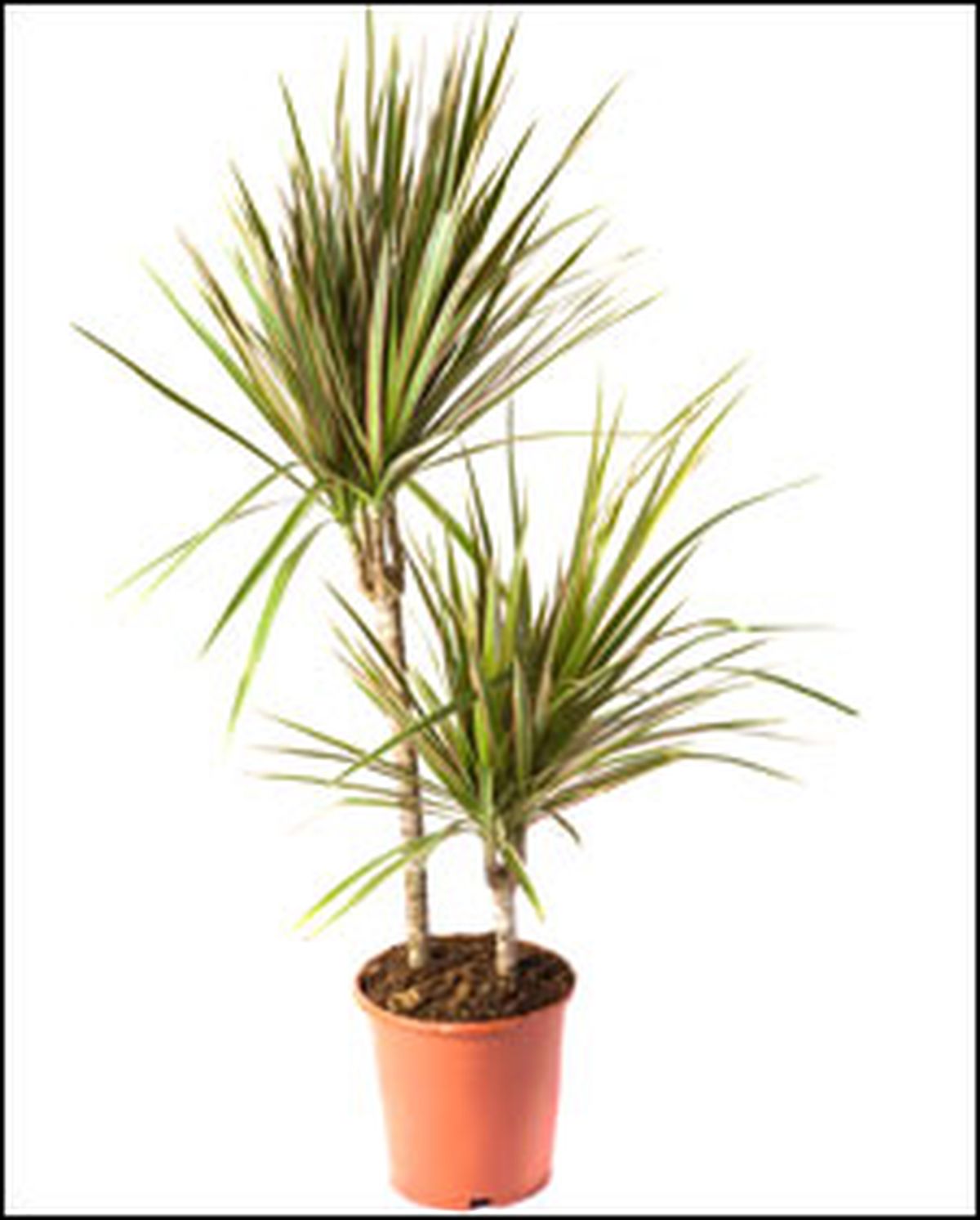 dracaena marginata l