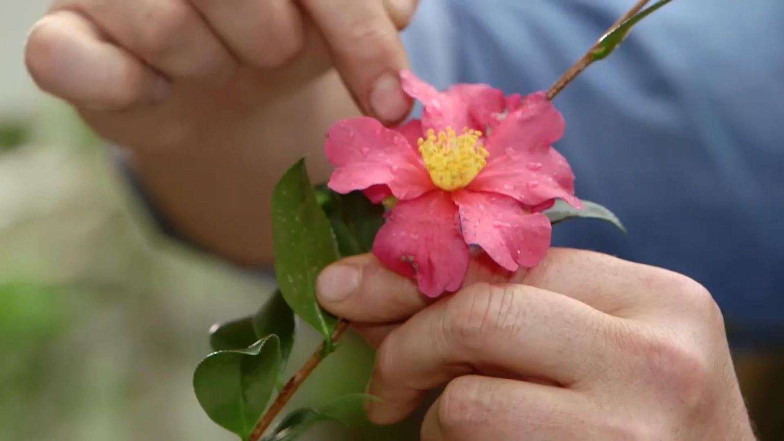 968 caracteristicas camelia sasanqua xl