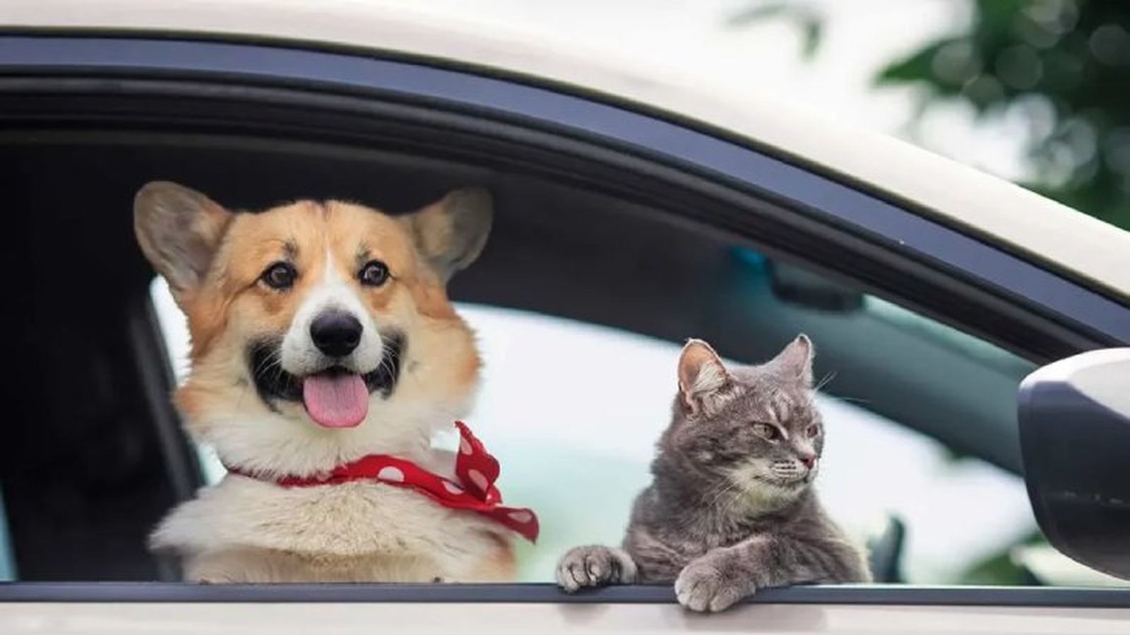 como llevar al perro en coche 1 como llevar al perro en coche 1