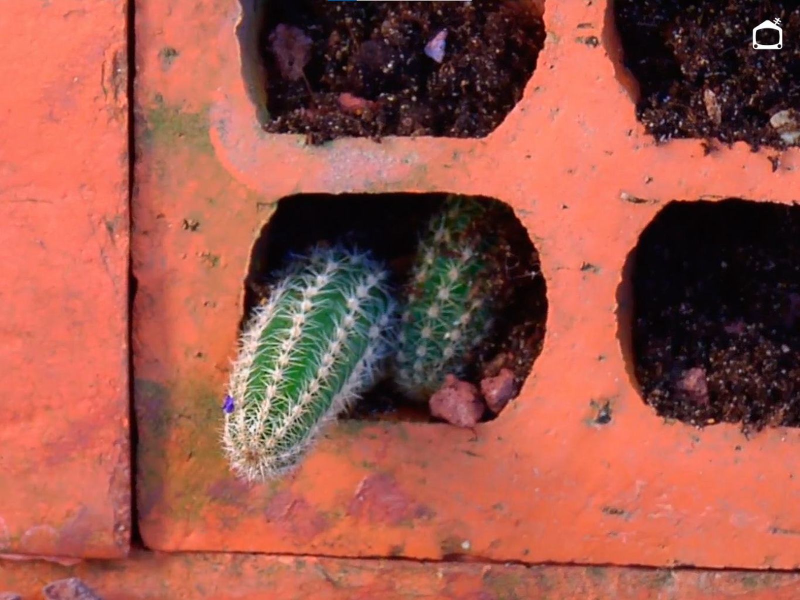 Hijuelos de cactus. Hijuelos de cactus.