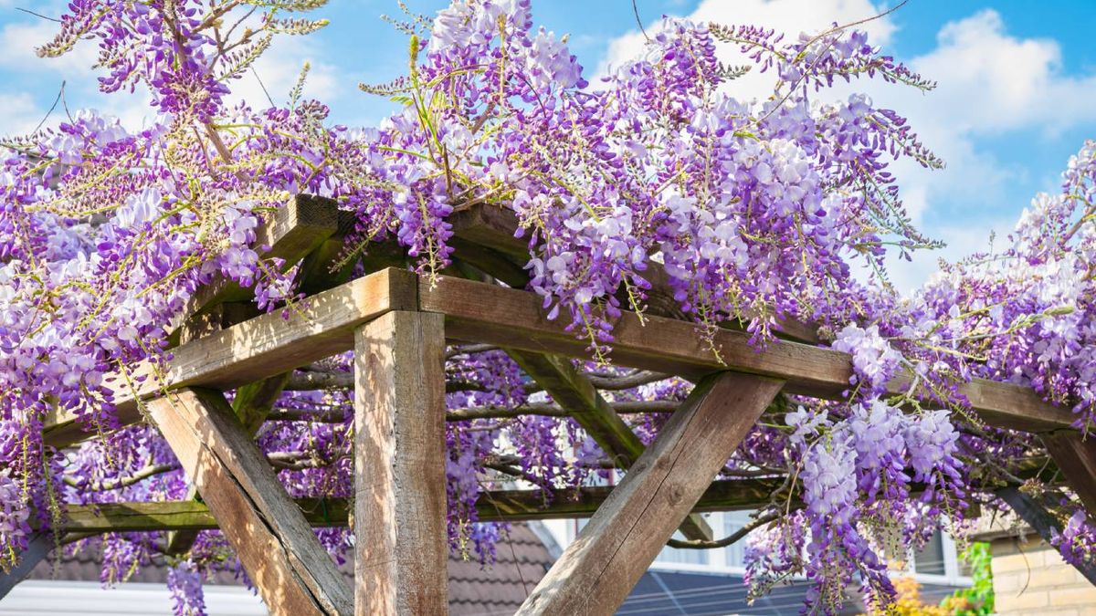 Plantas trepadoras aptas para mascotas: Glicina