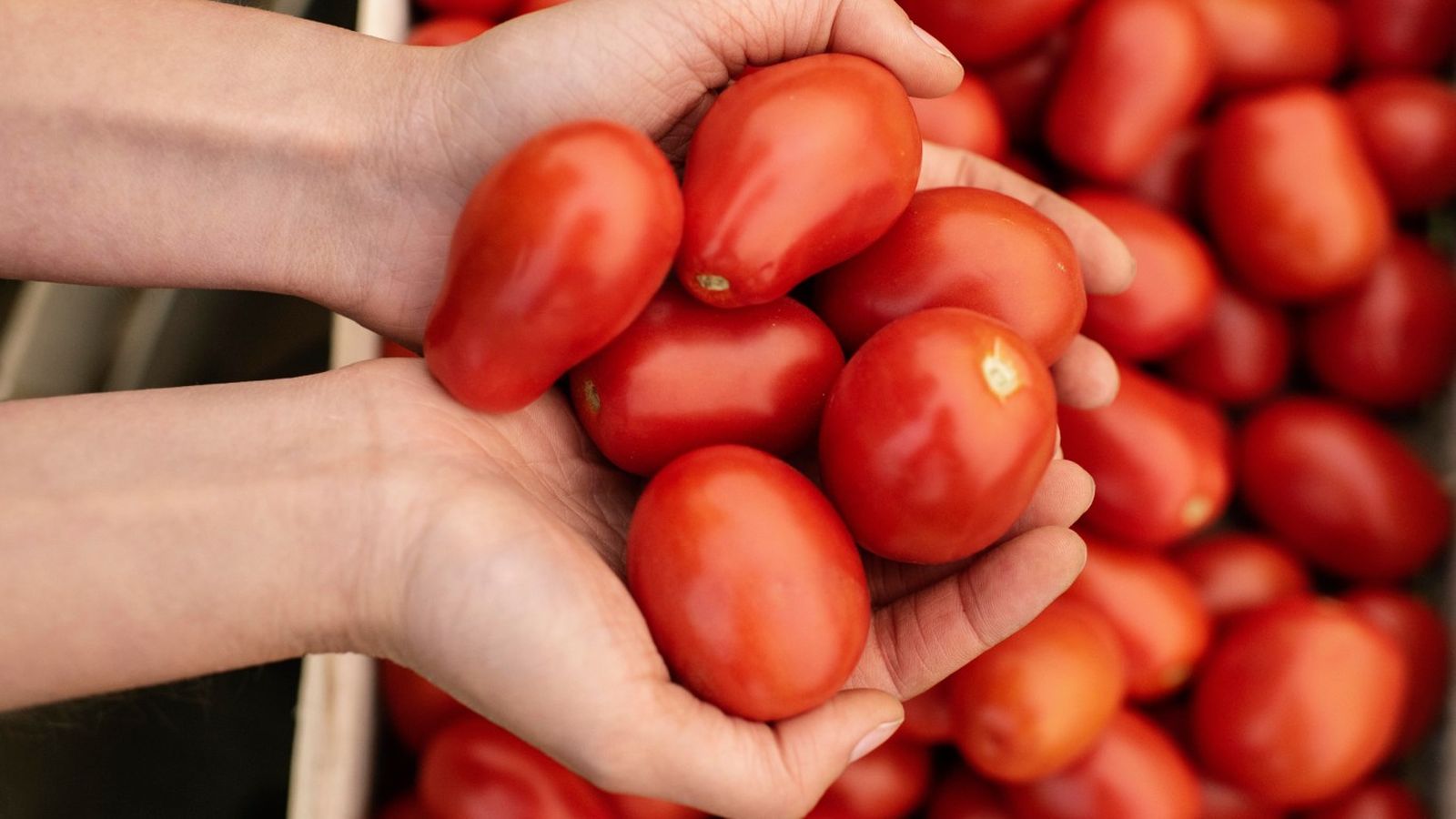 Tomate pera