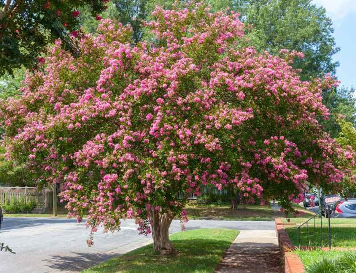 Lagerstroemia indica.