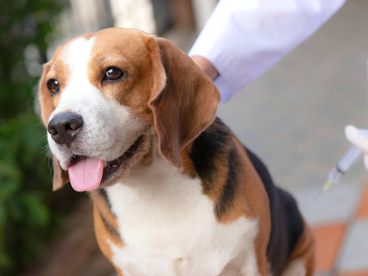 Las primeras dosis se administran durante los primeros meses de vida.