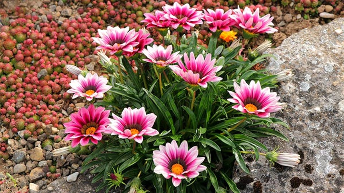 flores de gazania