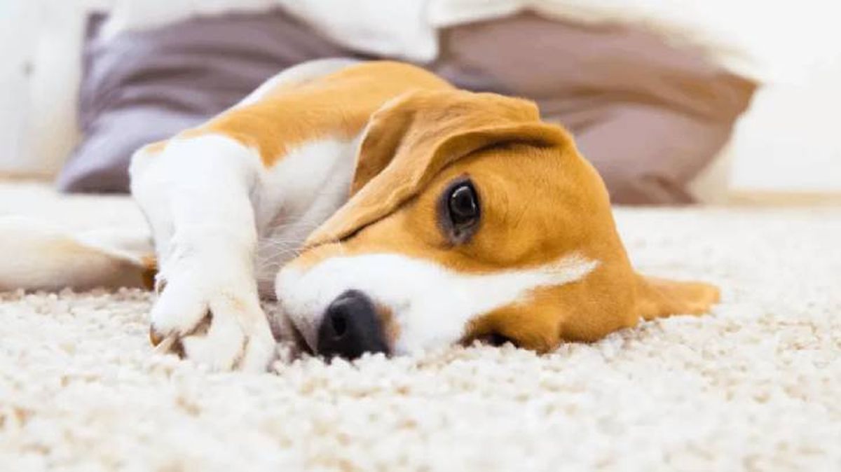 como hacer que vomite un perro (1)