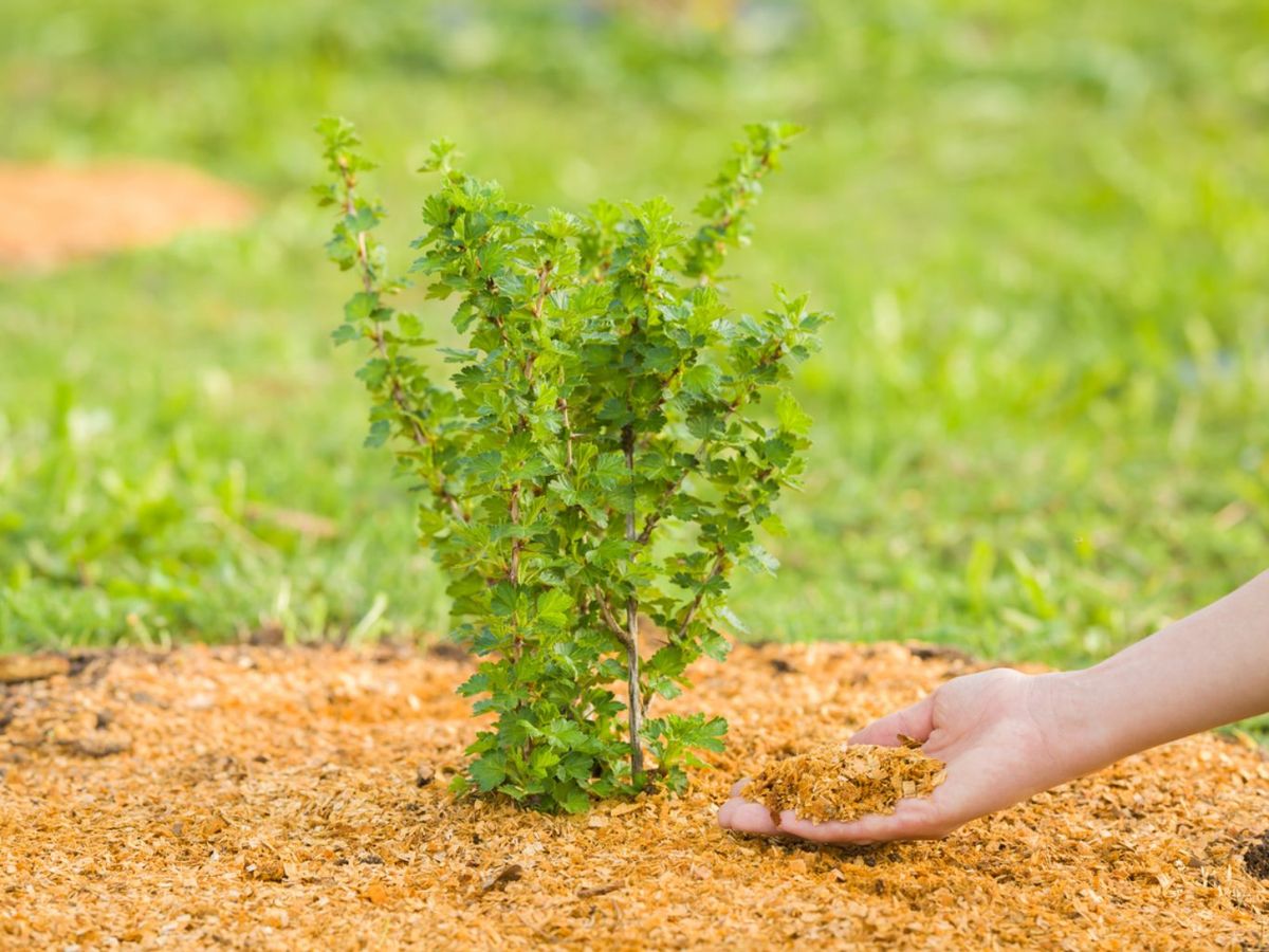 Virutas de madera fresca como mantillo