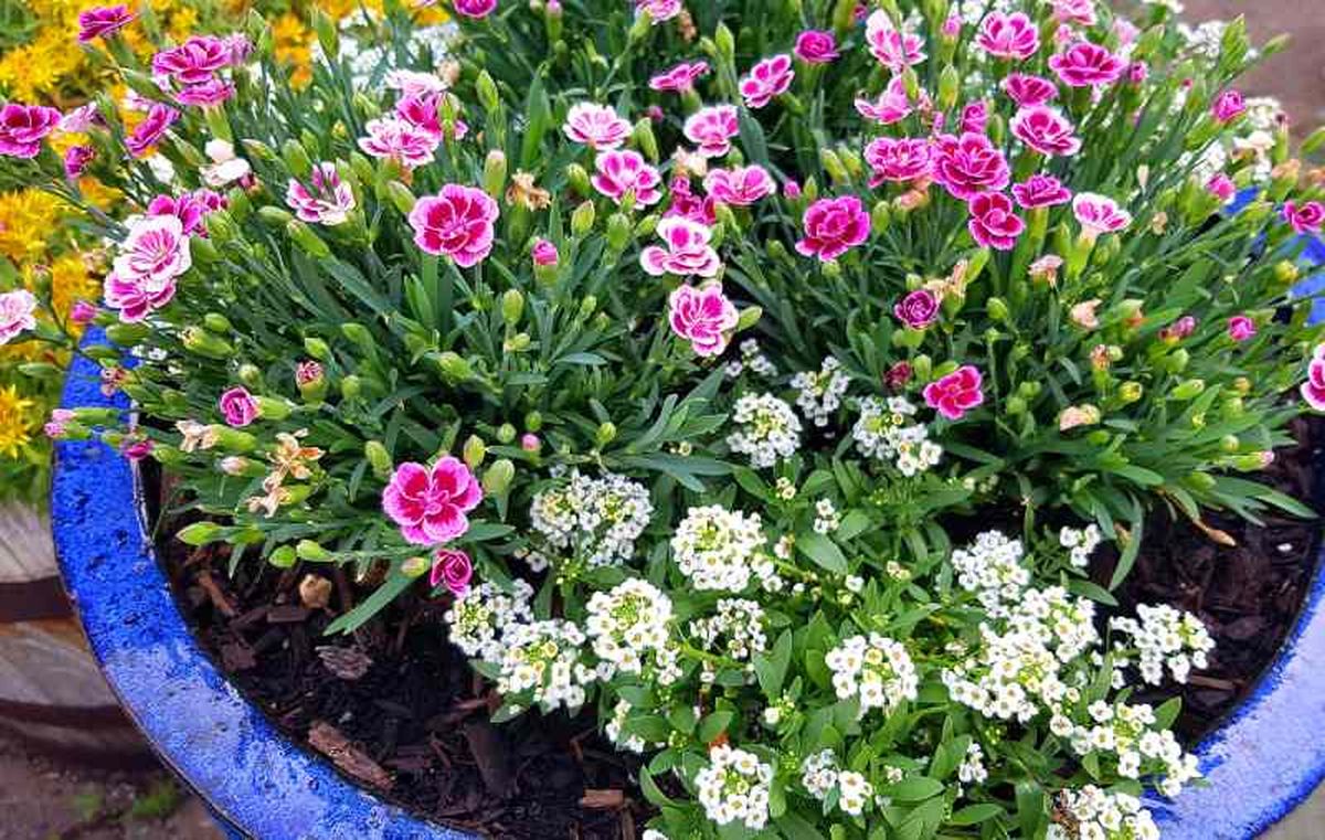 Composición floral con clavelinas