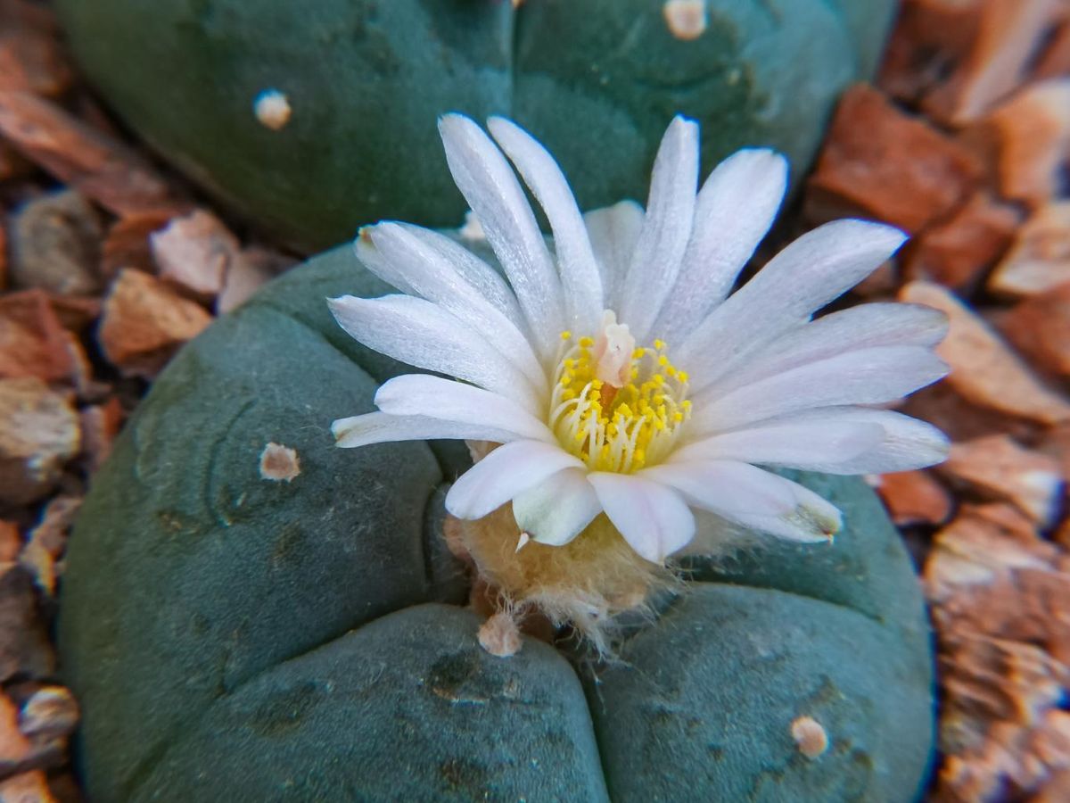 Peyote (Lophophora williamsii) con flor.