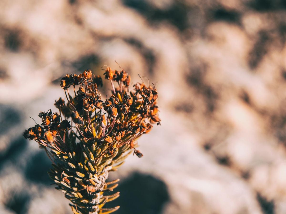 Flores secas de Erica multiflora.